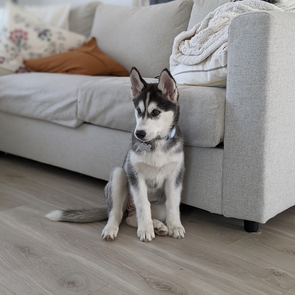 Meet your Posher, Justine - Picture 1 of 1